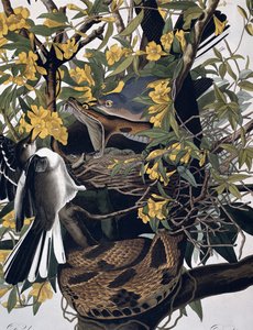 Spottdrosseln und Klapperschlange, aus Birds of America, graviert von Robert Havell (Detail)